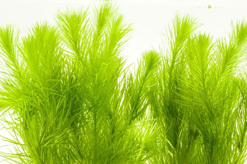 Healthy Rotala Nanjenshan aquatic plant from ACW with vibrant green stems and delicate leaves for freshwater aquariums.