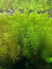 Healthy Rotala Nanjenshan aquatic plant from ACW with vibrant green stems and fine leaves, suitable for freshwater aquarium decoration.