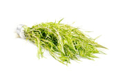 Healthy Rotala Nanjenshan aquatic plant from ACW with vibrant green stems and fine leaves, ideal for freshwater aquariums.