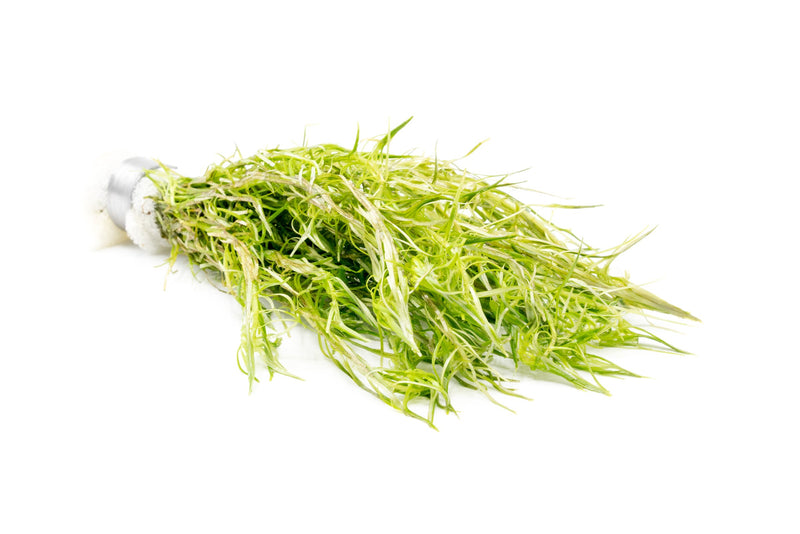 Healthy Rotala Nanjenshan aquatic plant from ACW with vibrant green stems and fine leaves, ideal for freshwater aquariums.