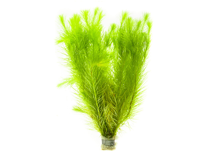 Healthy Rotala Nanjenshan aquatic plant from ACW with vibrant green stems and delicate leaves suitable for freshwater aquariums.