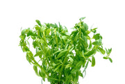 Healthy Rotala Nanjenshan aquatic plant from ACW with vibrant green stems and delicate leaves for freshwater aquariums.
