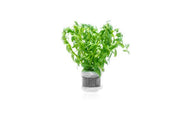Healthy Rotala Nanjenshan aquatic plant from ACW with vibrant green stems and fine leaves ideal for freshwater aquariums.