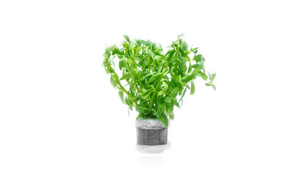 Healthy Rotala Nanjenshan aquatic plant from ACW with vibrant green stems and fine leaves ideal for freshwater aquariums.