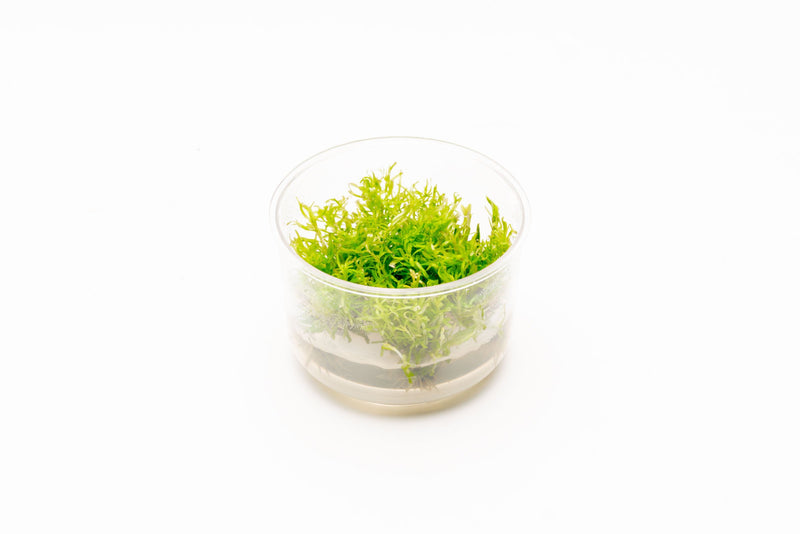 Rotala Nanjenshan Tissue Culture Aquatic Plant - Buce Plant