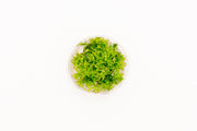 Rotala Nanjenshan Tissue Culture Aquatic Plant - Buce Plant