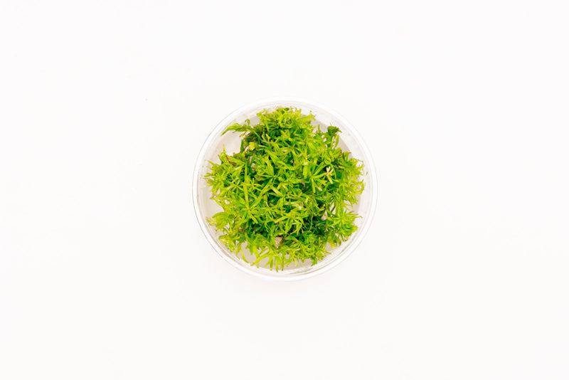 Rotala Nanjenshan Tissue Culture Aquatic Plant - Buce Plant