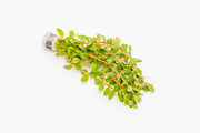 Rotala Narrow Leaf Sp. Red Aquatic Plant - Buce Plant