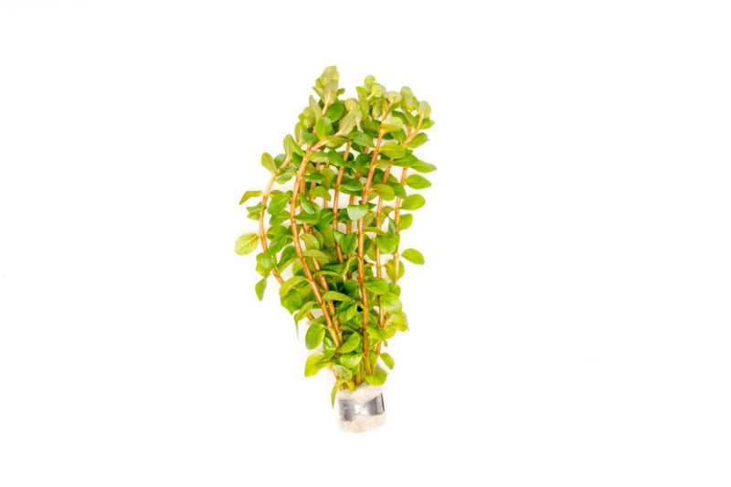 Rotala Narrow Leaf Sp. Red Aquatic Plant - Buce Plant