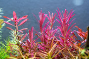 Rotala Narrow Leaf Sp. Red Aquatic Plant - Buce Plant