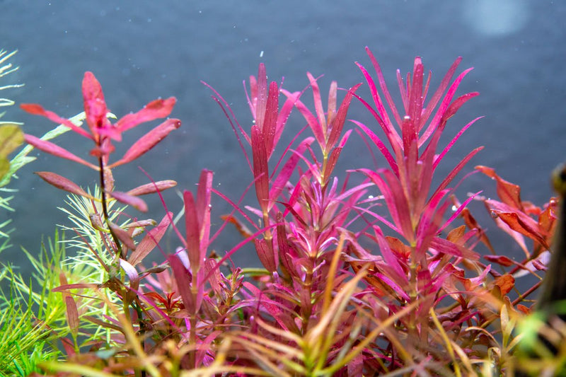 Rotala Narrow Leaf Sp. Red Aquatic Plant - Buce Plant