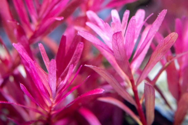 Rotala Narrow Leaf Sp. Red Aquatic Plant - Buce Plant