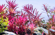 Rotala Narrow Leaf Sp. Red Aquatic Plant - Buce Plant