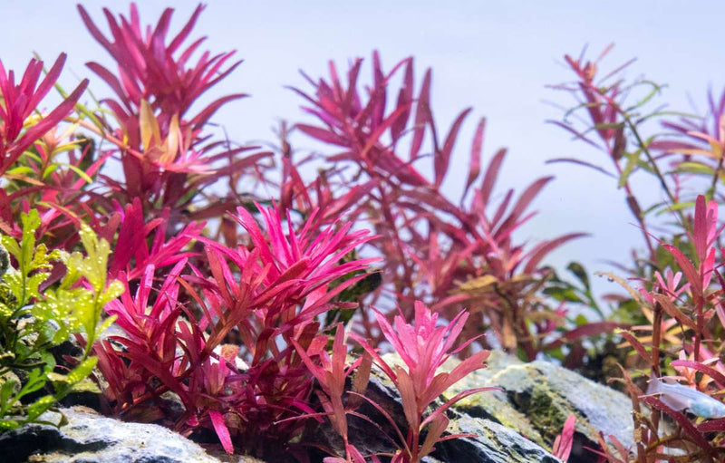 Rotala Narrow Leaf Sp. Red Aquatic Plant - Buce Plant