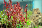 Rotala Narrow Leaf Sp. Red Aquatic Plant - Buce Plant