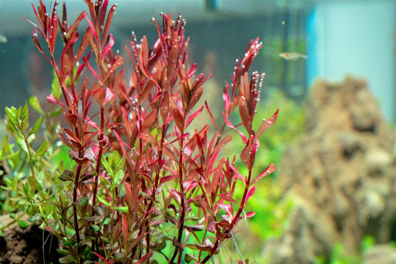 Rotala Narrow Leaf Sp. Red Aquatic Plant - Buce Plant