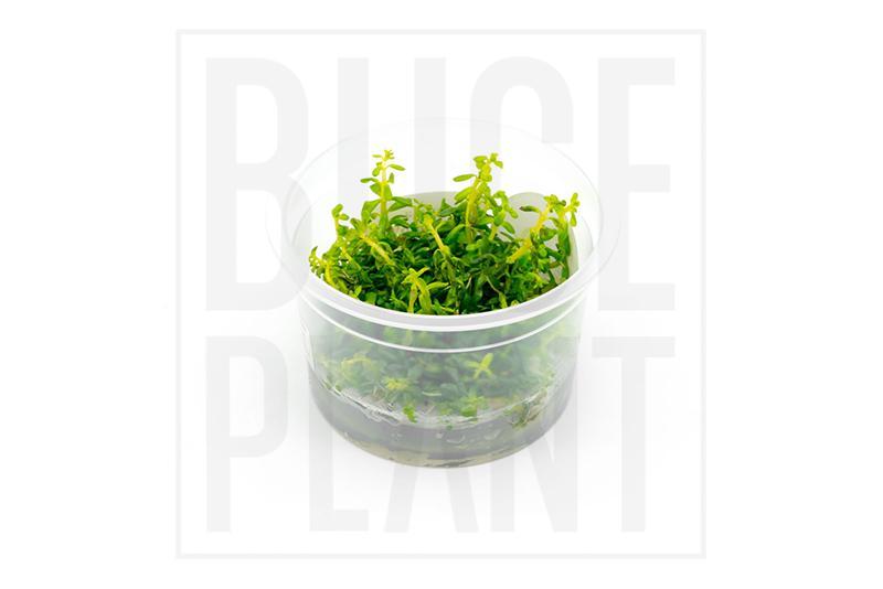 Healthy Rotala rotundifolia aquatic plant tissue culture from Aquatic Farmer, showcasing vibrant green stems and leaf clusters.