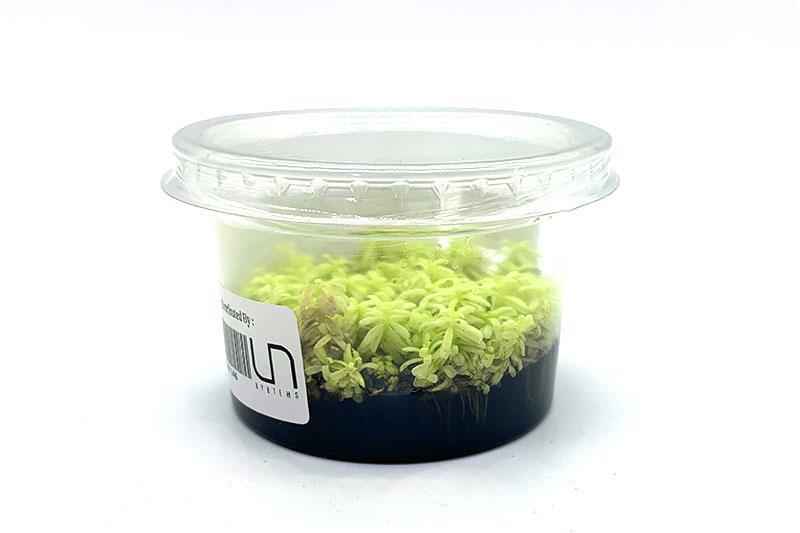 Rotala Rotundifolia PLATINUM Aquatic Farmer Tissue Culture Aquatic Plant - Buce Plant