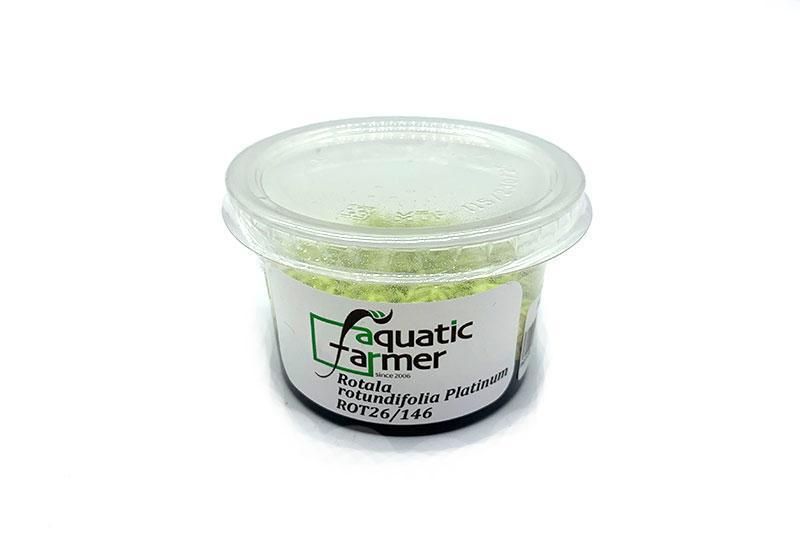 Rotala Rotundifolia PLATINUM Aquatic Farmer Tissue Culture Aquatic Plant - Buce Plant