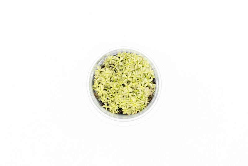Rotala Rotundifolia PLATINUM Aquatic Farmer Tissue Culture Aquatic Plant - Buce Plant