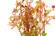 Red Rotala Rotundifolia aquatic plant from ACW showing vibrant red stems and green leaves suitable for freshwater aquariums.