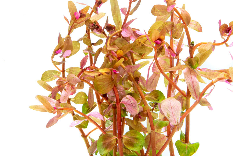 Red Rotala Rotundifolia aquatic plant from ACW showing vibrant red stems and green leaves suitable for freshwater aquariums.