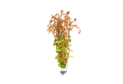 Red Rotala Rotundifolia aquatic plant from ACW, showing vibrant red and green stems and narrow leaves suitable for aquariums.