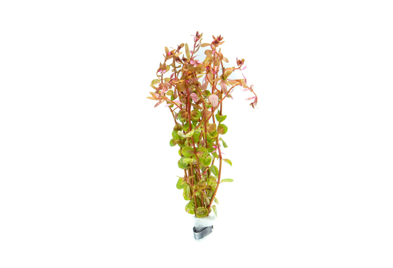 Red Rotala Rotundifolia aquatic plant from ACW, showing vibrant red and green stems and narrow leaves suitable for aquariums.