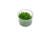Rotala Rotundifolia UNS Tissue Culture Aquatic Plant - Buce Plant