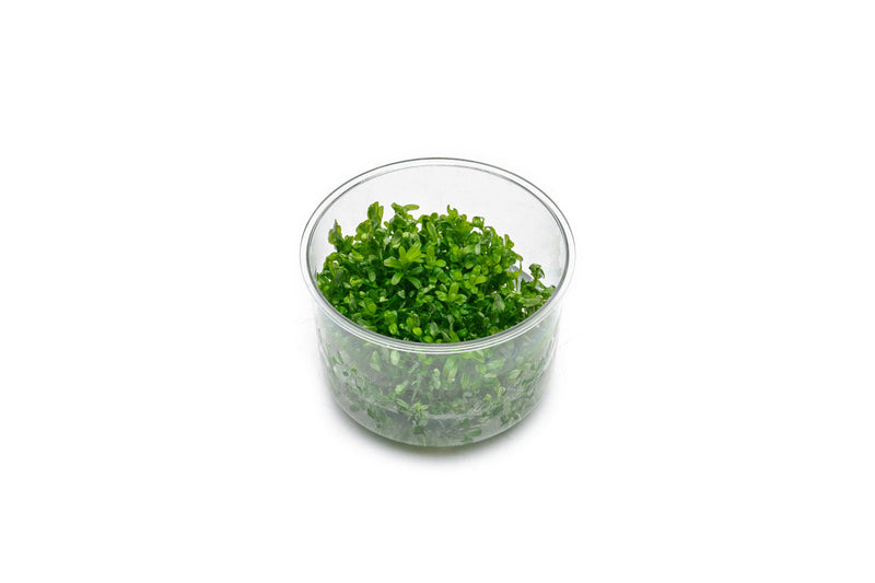 Rotala Rotundifolia UNS Tissue Culture Aquatic Plant - Buce Plant