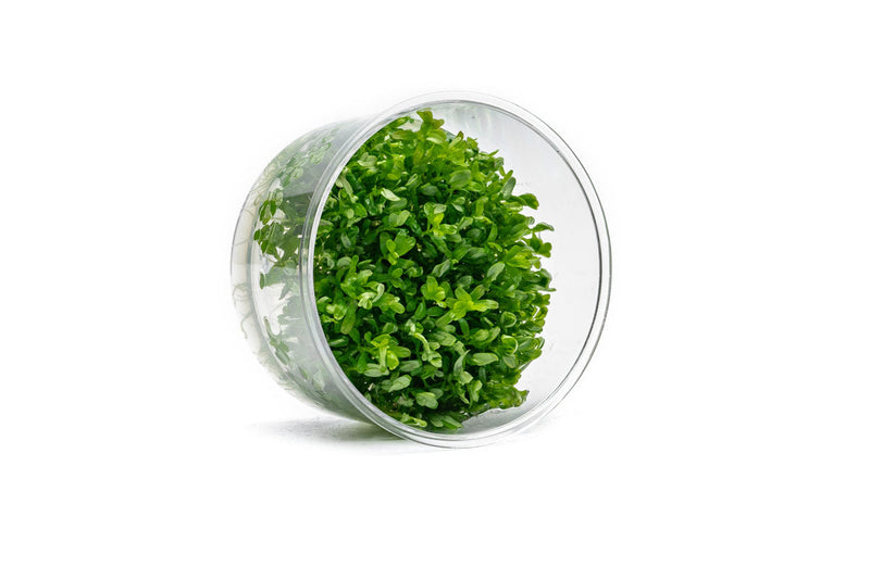 Rotala Rotundifolia UNS Tissue Culture Aquatic Plant - Buce Plant
