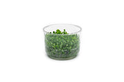 Rotala Rotundifolia UNS Tissue Culture Aquatic Plant - Buce Plant
