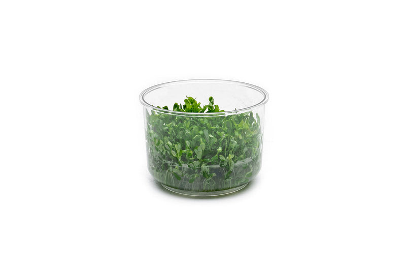 Rotala Rotundifolia UNS Tissue Culture Aquatic Plant - Buce Plant