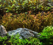Red Rotala sp. Araguaia Red Cross aquatic plant from CPA with vibrant red stems and lush green leaves, suitable for freshwater aquariums.