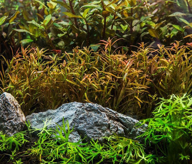 Red Rotala sp. Araguaia Red Cross aquatic plant from CPA with vibrant red stems and lush green leaves, suitable for freshwater aquariums.