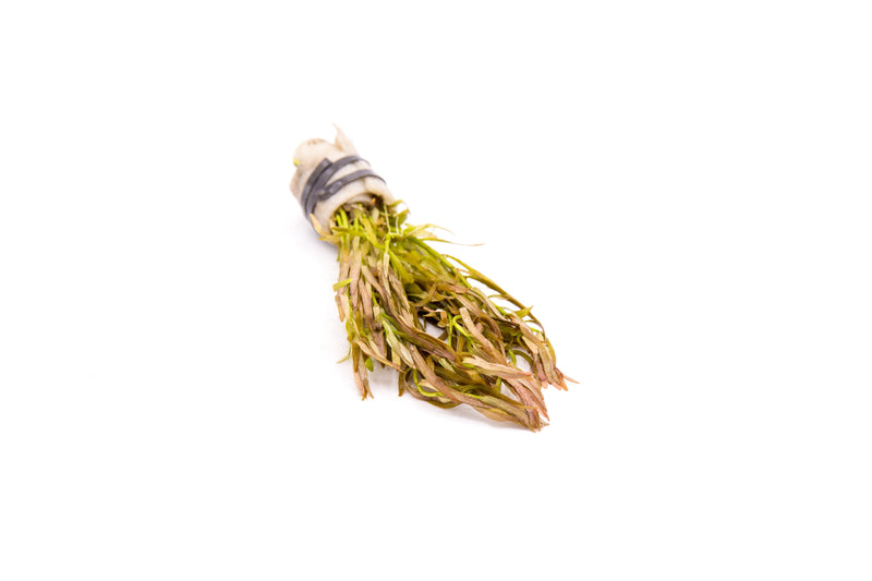 Red Rotala sp. Araguaia Cross aquatic plant with vibrant red and green stems, ideal for freshwater aquariums.