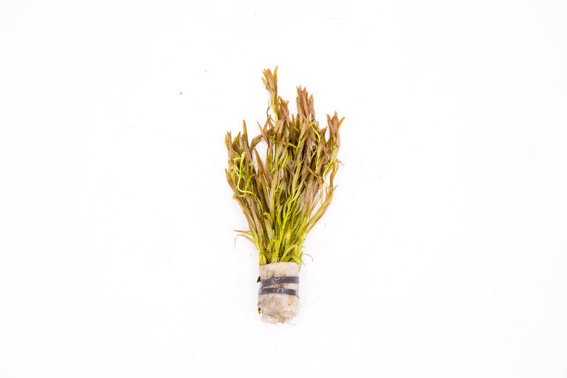 Red Rotala sp. Araguaia Red Cross aquatic plant from CPA with vibrant red stems and lush green foliage suitable for freshwater aquariums.