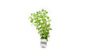 Healthy Rotala Sp. Pearl aquatic plant from IS, featuring vibrant green stems and delicate leaves for freshwater aquariums.