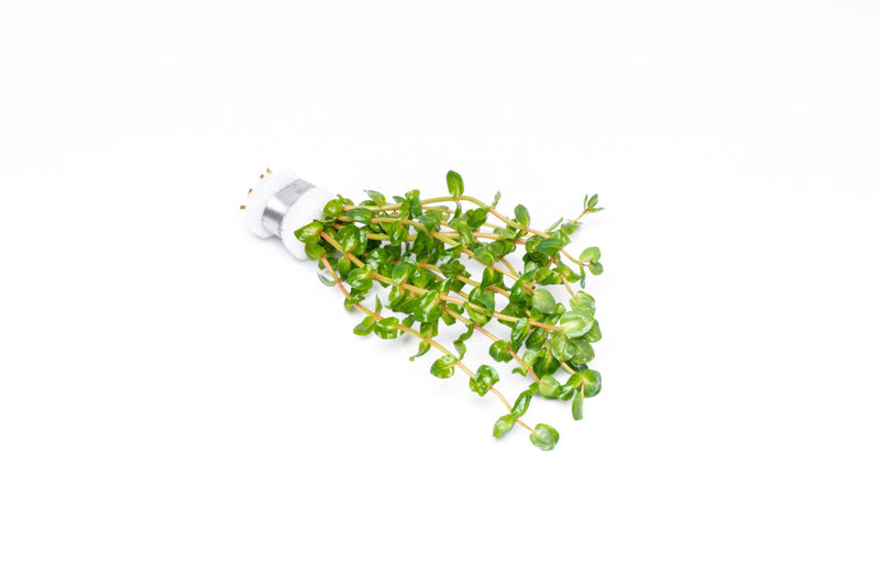 Healthy Rotala Sp. Pearl aquatic plant from IS, showcasing vibrant green stems and delicate leaves for freshwater aquariums.