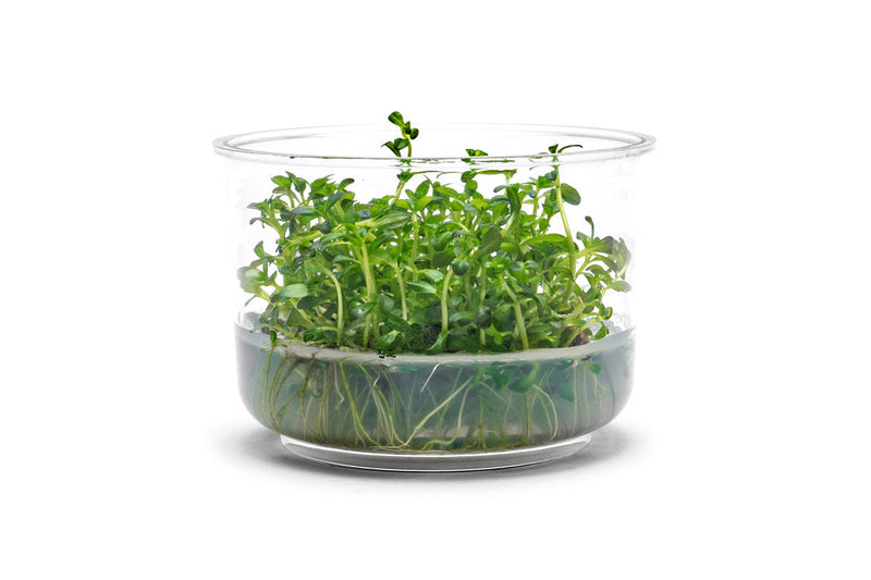 Rotala Sunset Tissue Culture Aquatic Plant - Buce Plant