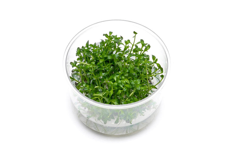 Rotala Sunset Tissue Culture Aquatic Plant - Buce Plant