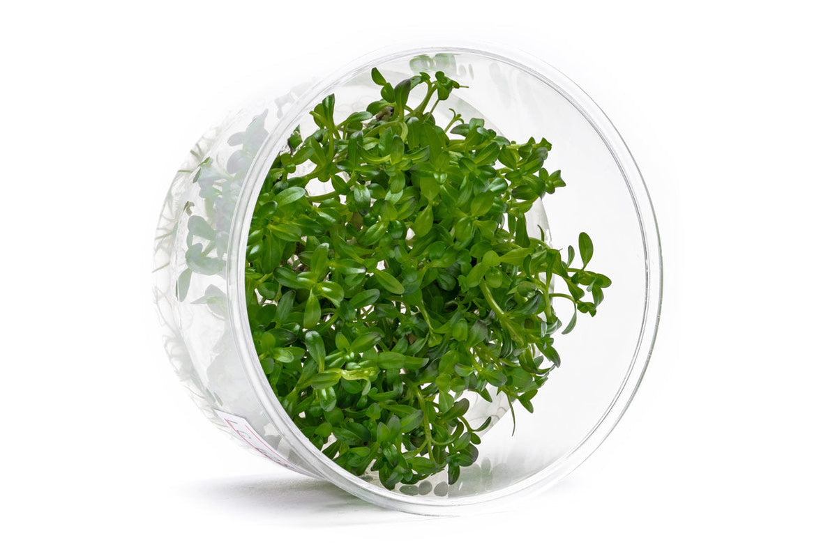 Rotala Sunset Tissue Culture Stem Plant | Shop Buce Plant