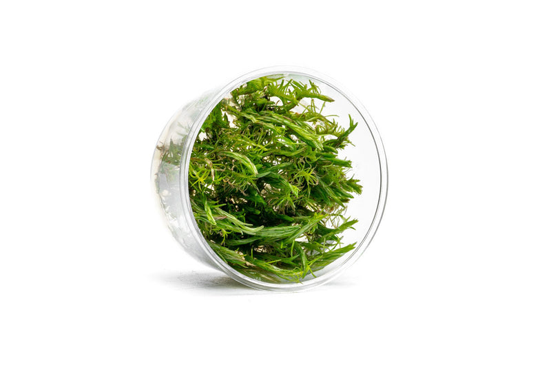 Rotala Vietnam UNS Tissue Culture Aquatic Plant - Buce Plant