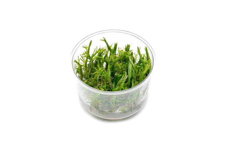 Rotala Vietnam UNS Tissue Culture Aquatic Plant - Buce Plant