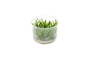 Rotala Vietnam UNS Tissue Culture Aquatic Plant - Buce Plant