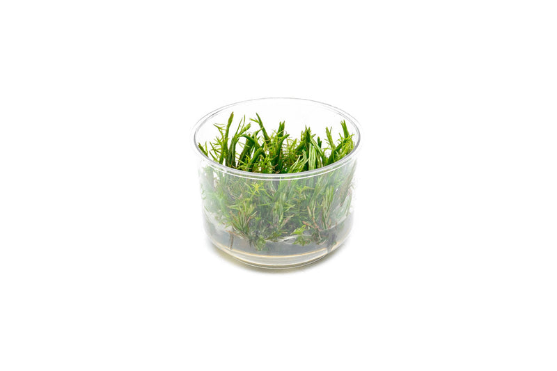 Rotala Vietnam UNS Tissue Culture Aquatic Plant - Buce Plant