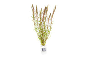 Healthy Rotala Wallichii aquatic plant from ACW with vibrant green and red stems, ideal for freshwater aquariums.