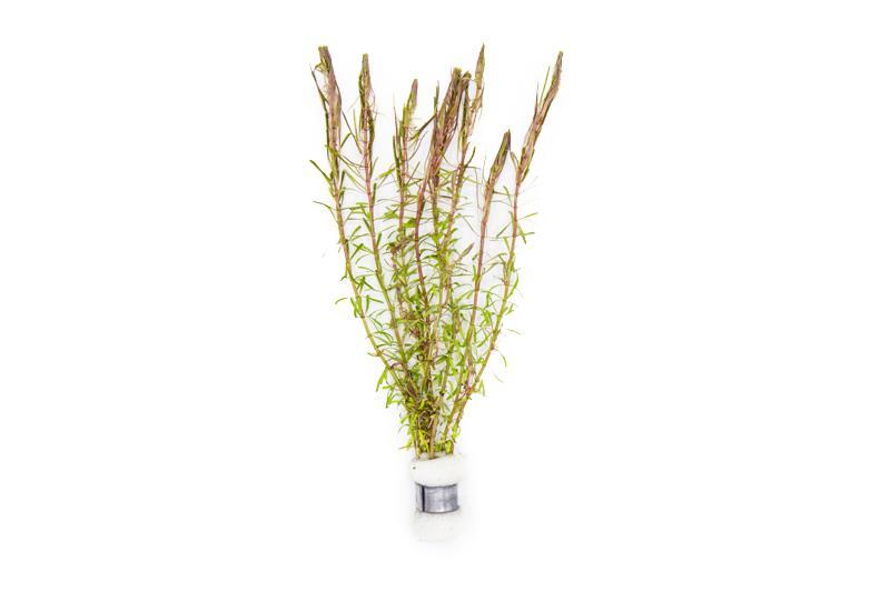 Healthy Rotala Wallichii aquatic plant from ACW with vibrant green and red stems, ideal for freshwater aquariums.