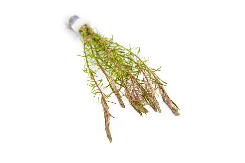 Healthy Rotala Wallichii aquatic plant from ACW, featuring vibrant green stems and fine leaves suitable for freshwater aquariums.