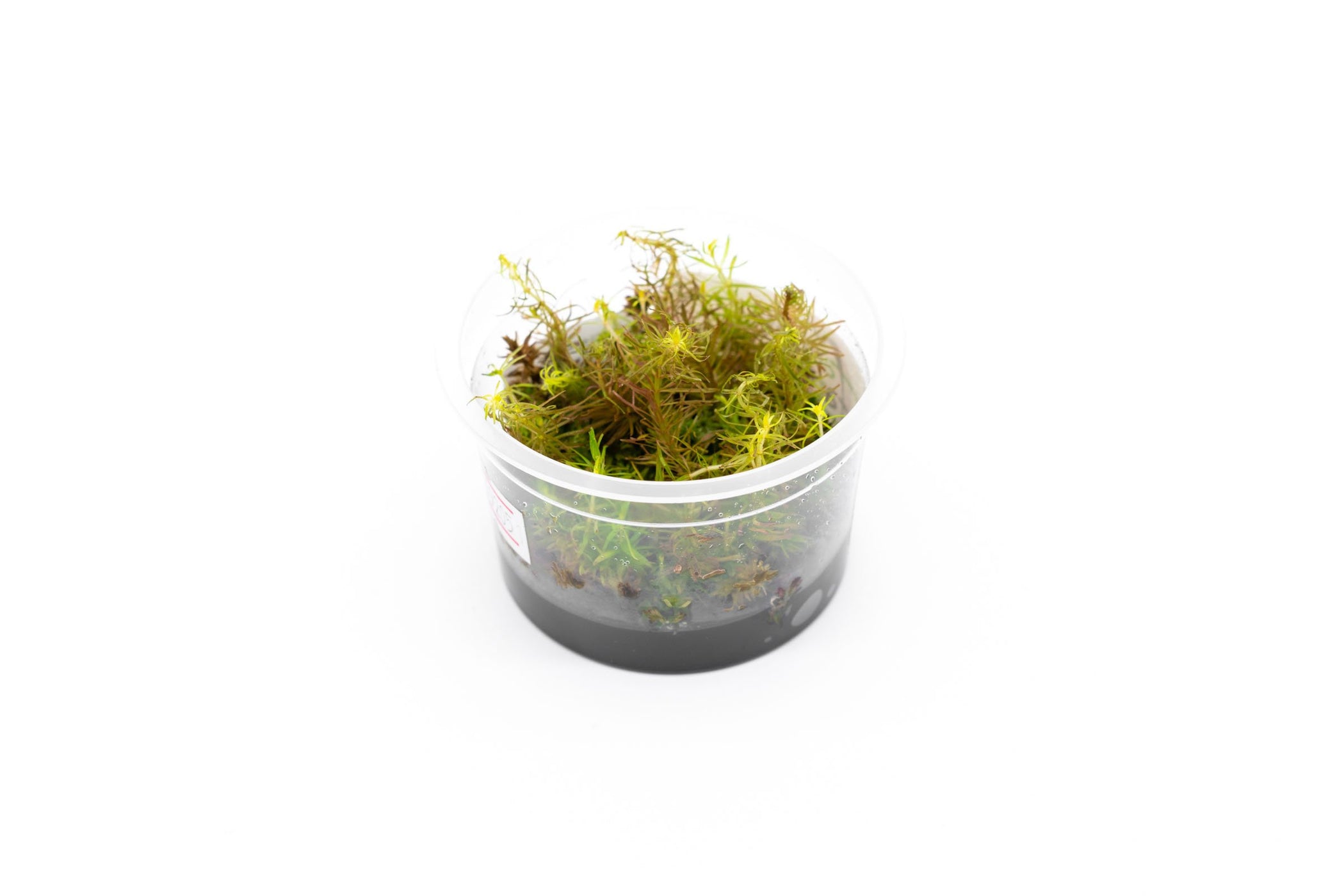 Rotala Wallichii Aquatic Farmer Tissue Culture — Buce Plant